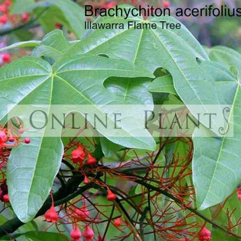 Brachychiton Acerifolius, Illawarra Flame Tree