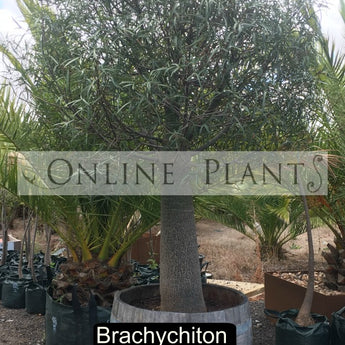 Brachychiton Rupestris Queensland Bottle Tree