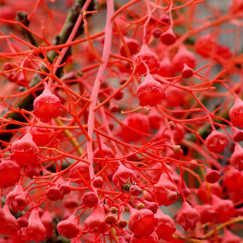 Brachychiton Acerifolius, Illawarra Flame Tree