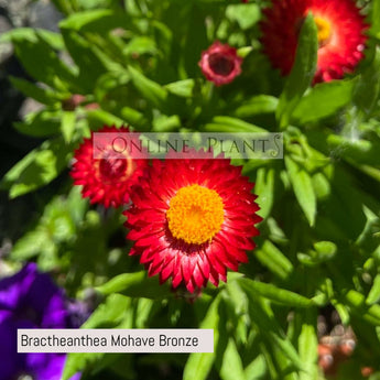 Bractheanthea Mohave Bronze