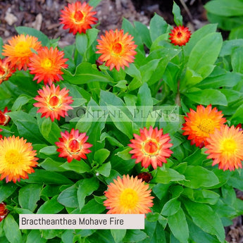 Bractheanthea Mohave Fire