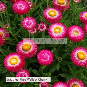 Bractheanthea Wallaby Cherry
