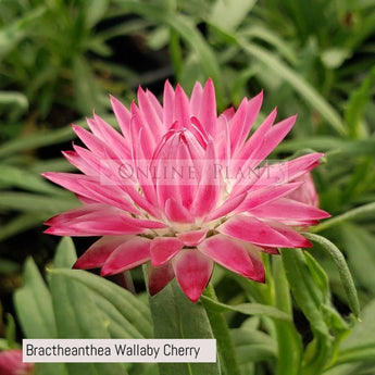 Bractheanthea Wallaby Cherry