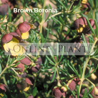 Boronia Megastigma, Brown Boronia