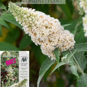 Buddleja Buzz Ivory