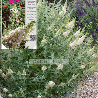 Buddleja Buzz Ivory