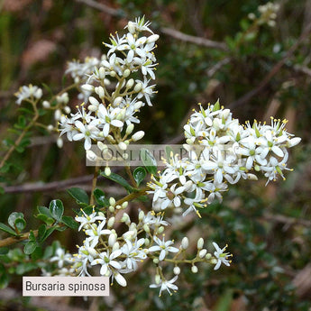 Bursaria Spinosa, Australian Blackthorn