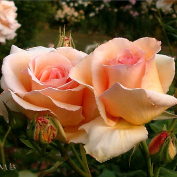 Bush Rose, Apricot Nectar