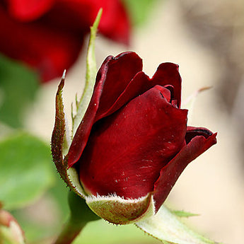 Bush Rose, Black Beauty