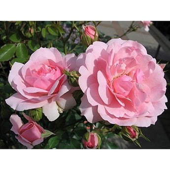 Bush Rose, Bonica