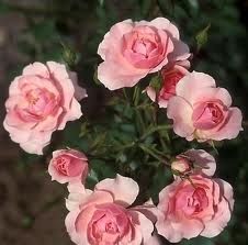 Bush Rose, Bonica