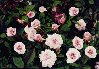 Bush Rose, Cecile Brunner