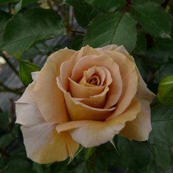 Bush Rose, Honey Dijon