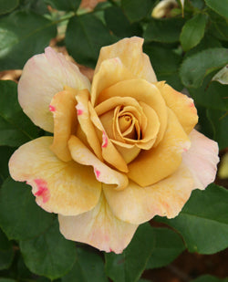 Bush Rose, Honey Dijon