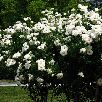 Bush Rose, Iceberg