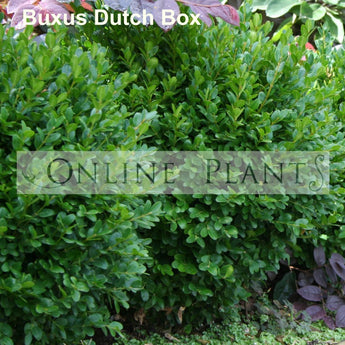 Buxus sempervien suffruticosa Dutch Box