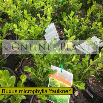 Buxus microphylla Faulkner