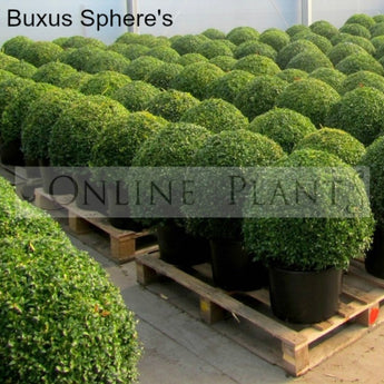 Buxus Sempervirens Sphere