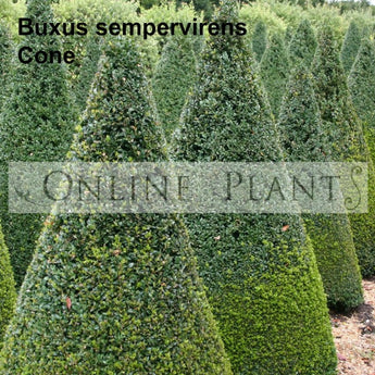 Buxus Sempervirens English Box Cone