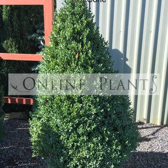 Buxus sempervirens English Box Cone