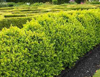 Buxus microphylla microphylla Dwarf Japanese Box