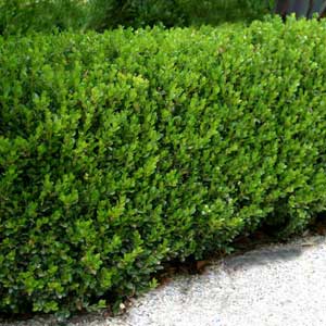 Buxus sempervien suffruticosa Dutch Box