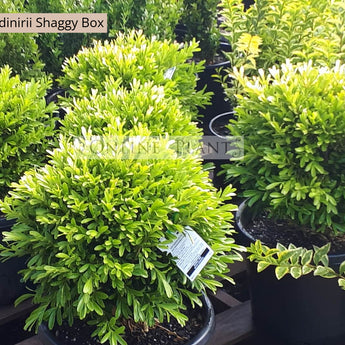 Buxus bodinirii Shaggy Box