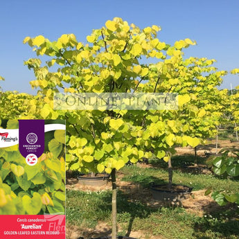 Cercis canadensis Aurelian