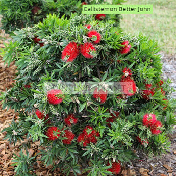 Callistemon Viminalis Better John™  PBR