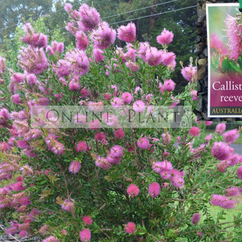 Callistemon citrinus Reeves Pink