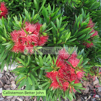 Callistemon Viminalis Better John™  PBR