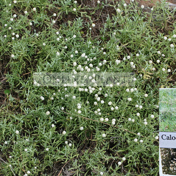 Calocephalus lacteus Milky Beauty Heads