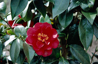 Camellia Japonica, Bob Hope