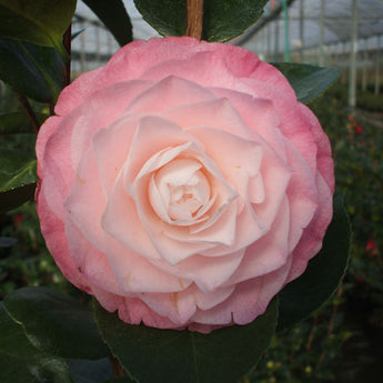 Camellia Japonica, Desire