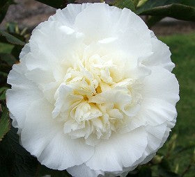 Camellia Japonica, Elegans Champagne