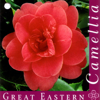 Camellia Japonica, Great Eastern