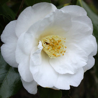 Camellia Japonica, Lovelight