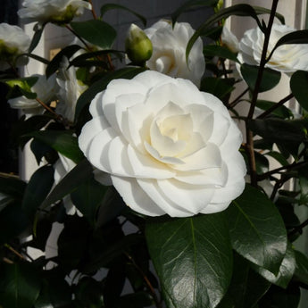 Camellia Japonica, Nuccio's Gem