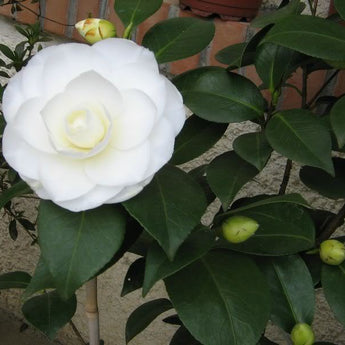 Camellia Japonica, Paolina Maggi