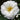 Camellia Japonica, Snow Mitt