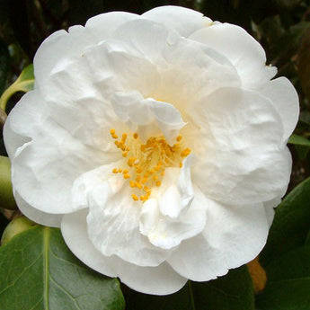Camellia Japonica, Snow Mitt