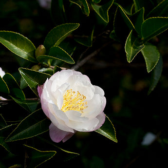 Camellia Sasanqua, Asakura