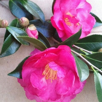 Camellia Sasanqua, Dazzler