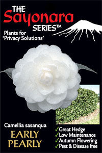 Camellia Sasanqua, Early Pearly