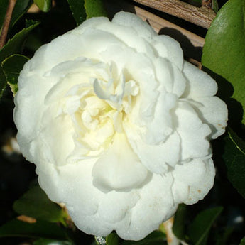 Camellia Sasanqua, Fuji No Mine