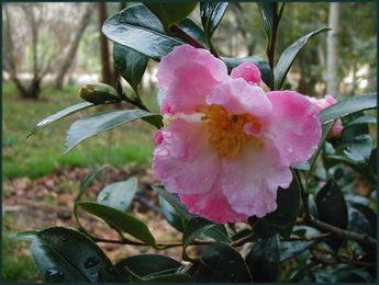 Camellia Sasanqua, Fukuzutsumi