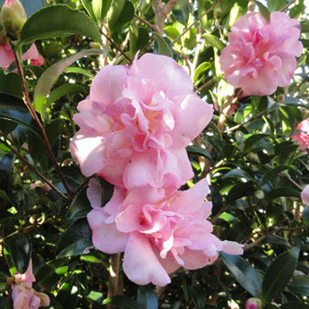Camellia Sasanqua, Jennifer Susan