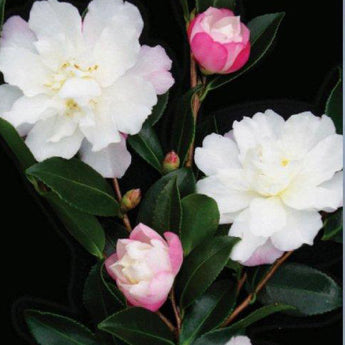 Camellia Sasanqua, Little Pearl