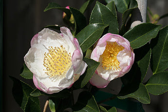 Camellia Sasanqua, Narumigata