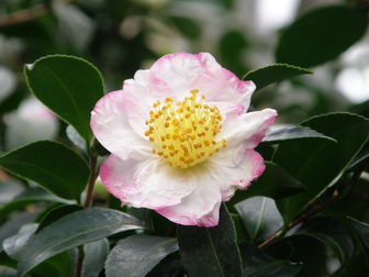 Camellia Sasanqua, Narumigata